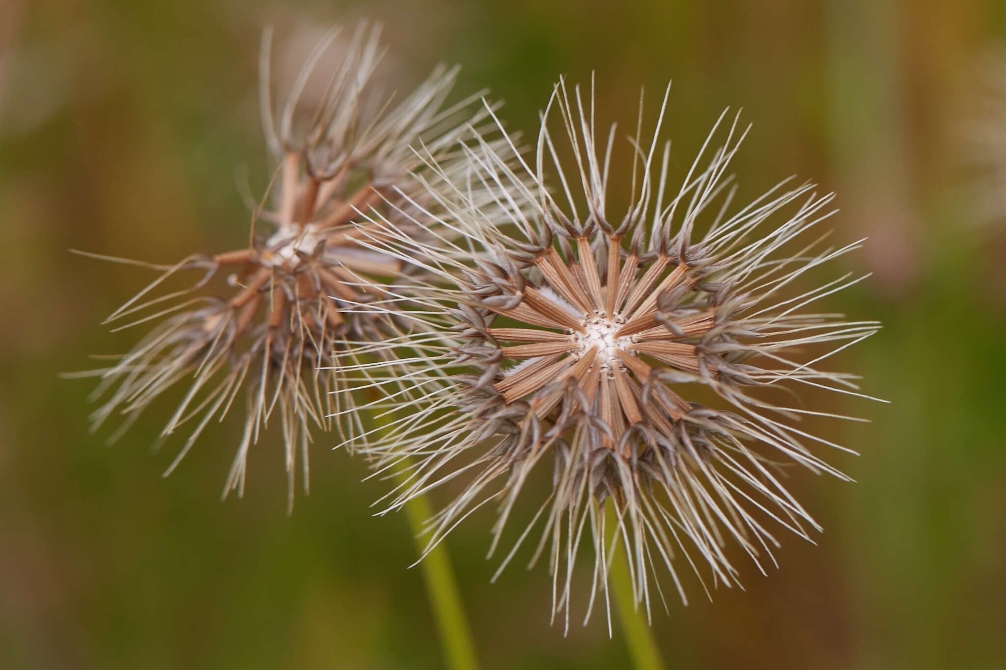 Image of Douglas' silverpuffs