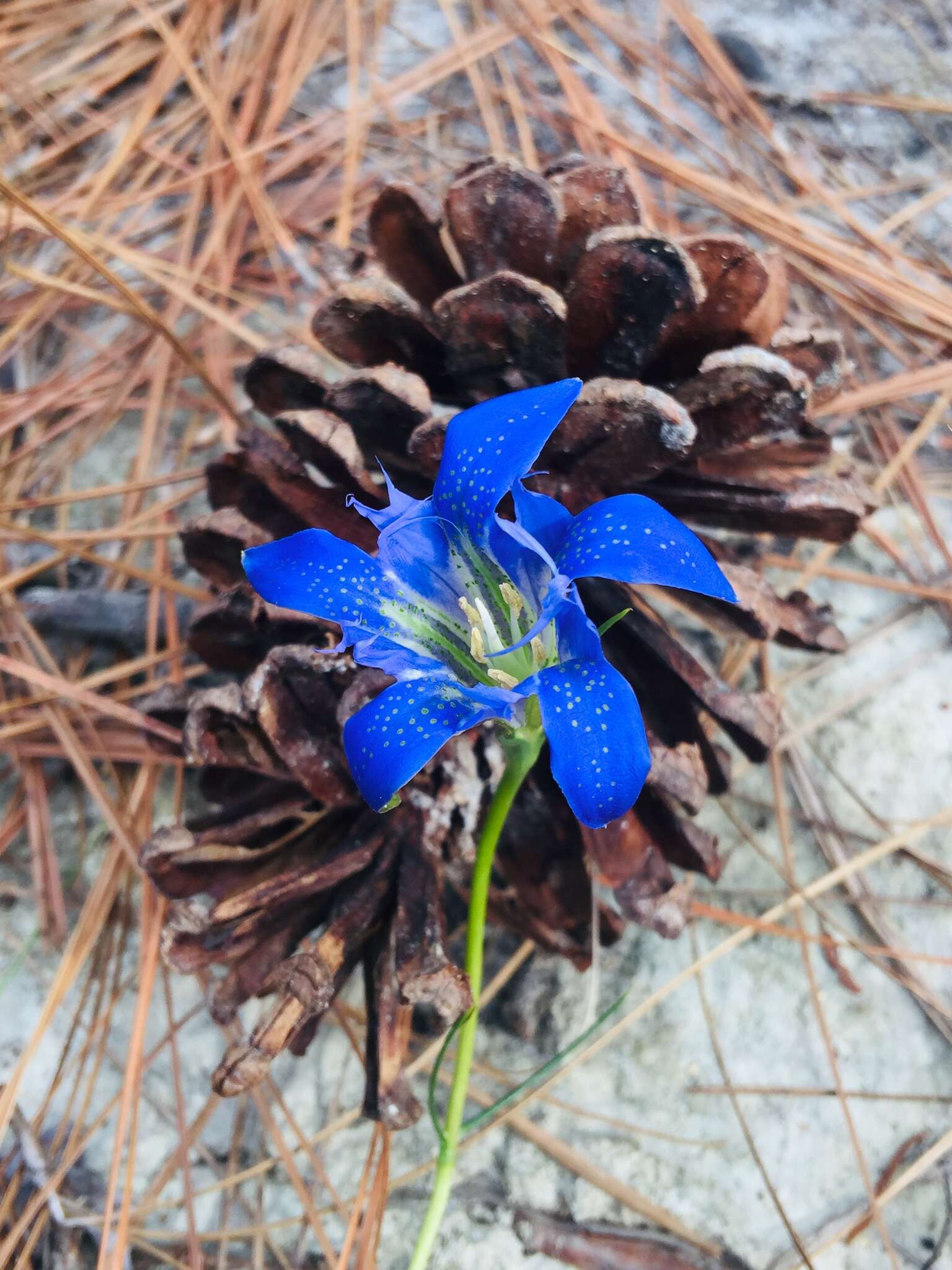 Image de Gentiana autumnalis L.