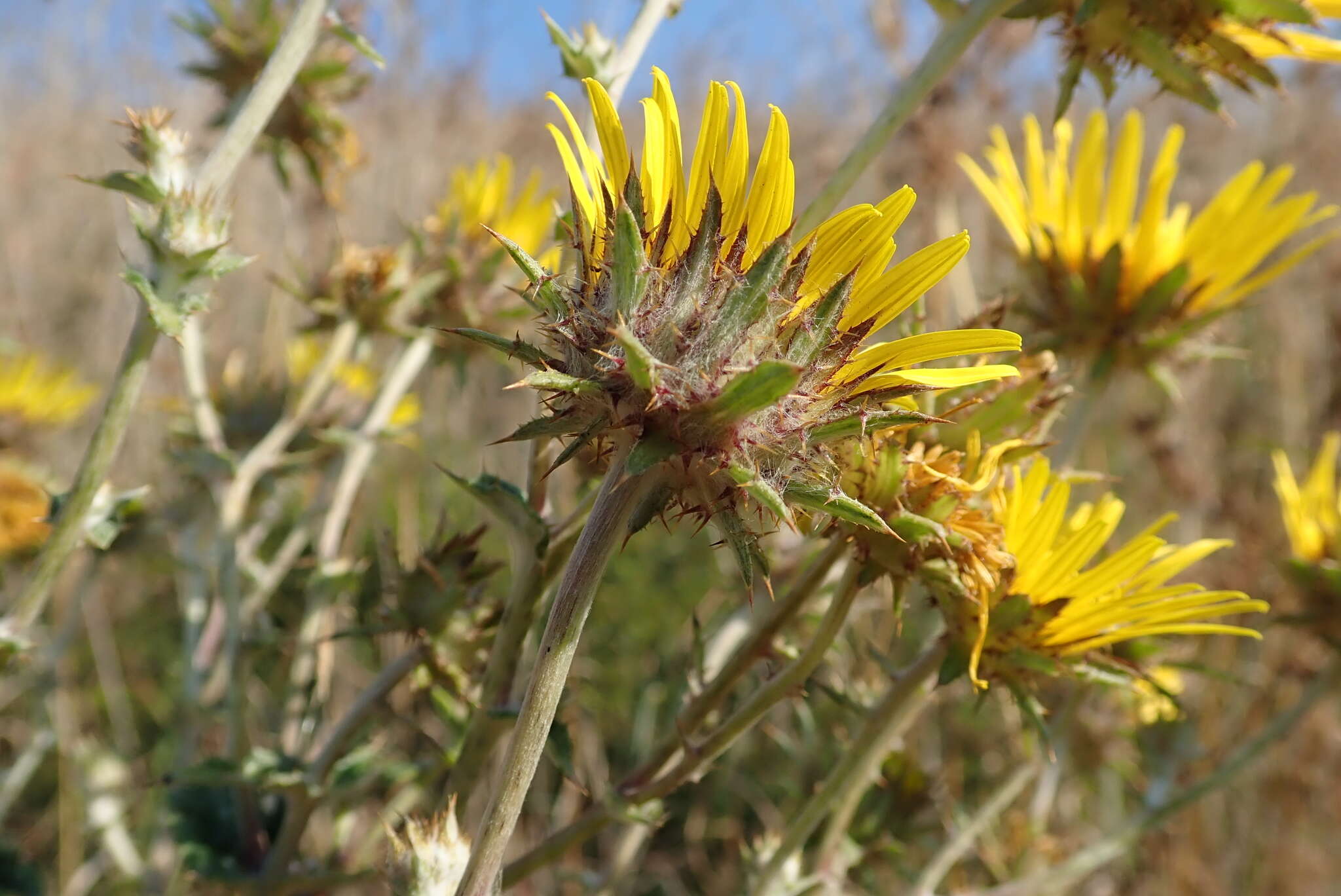 Image of Berkheya maritima J. M. Wood