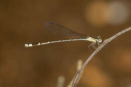 Image of Nehalennia minuta (Selys ex Sagra 1857)