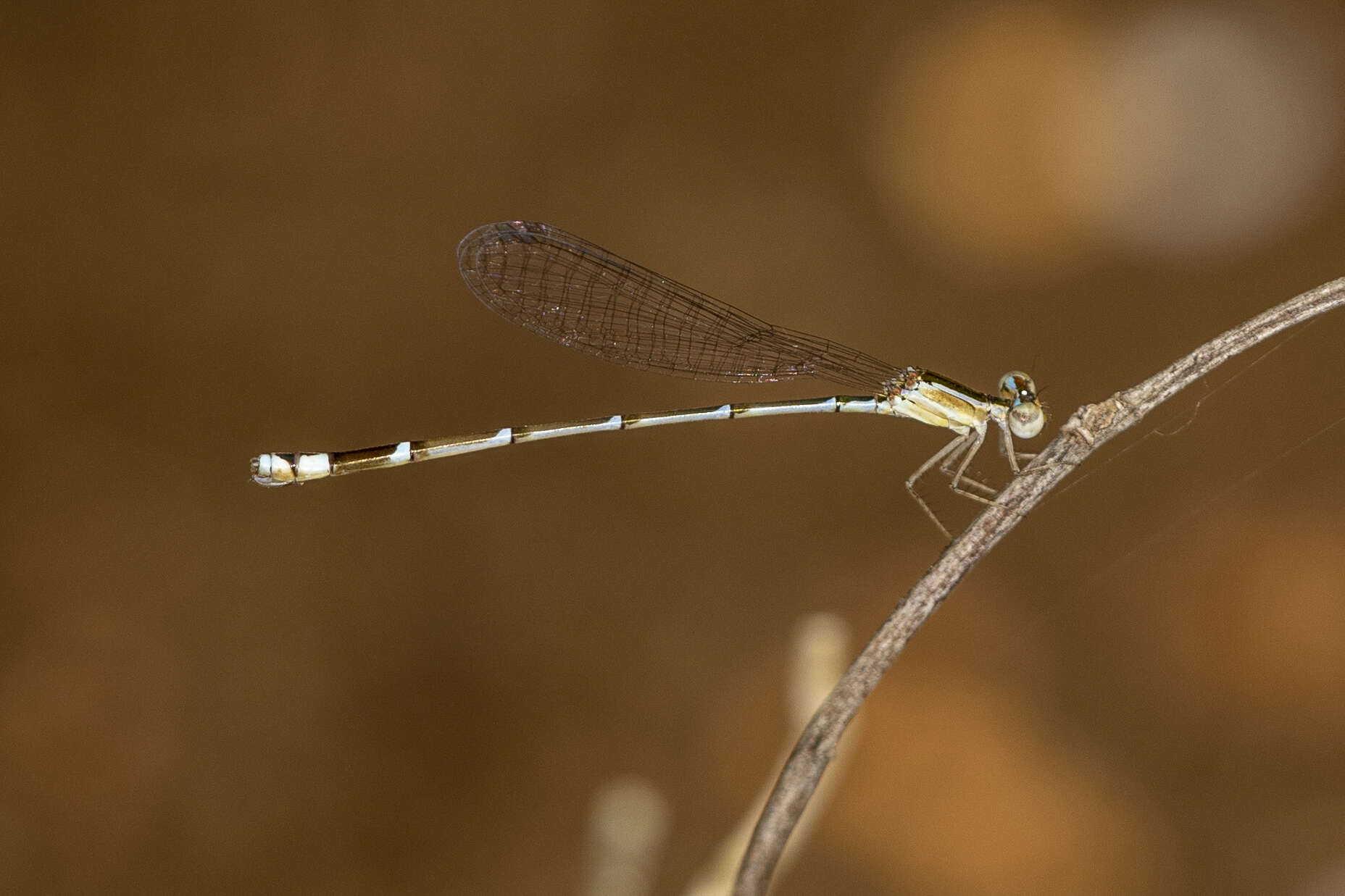 Image of Nehalennia minuta (Selys ex Sagra 1857)