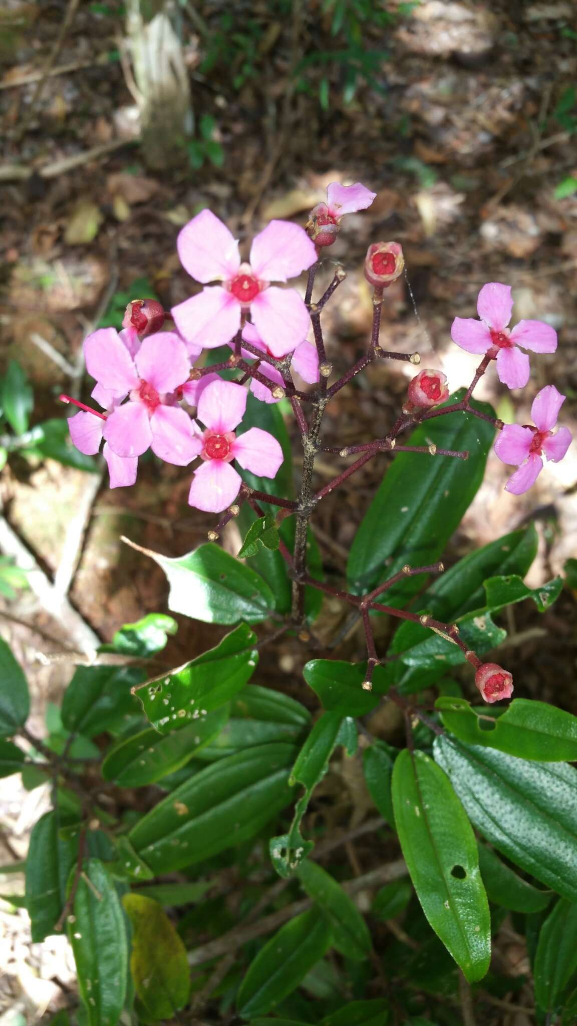 Imagem de Dichaetanthera arborea Baker