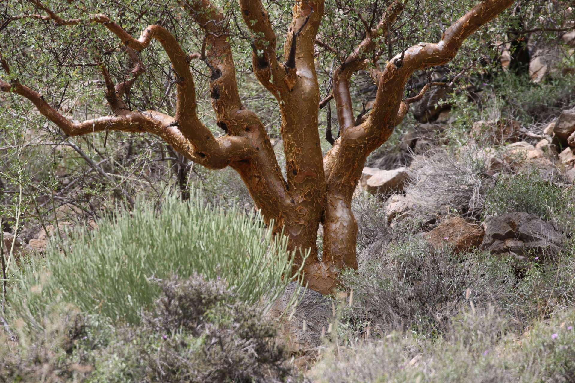 Image of Commiphora glaucescens Engl.