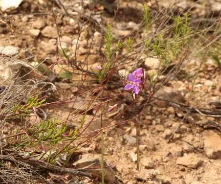 Image of Heliophila suavissima Burch. ex DC.