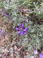 Image of silver lupine