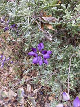 Image of silver lupine