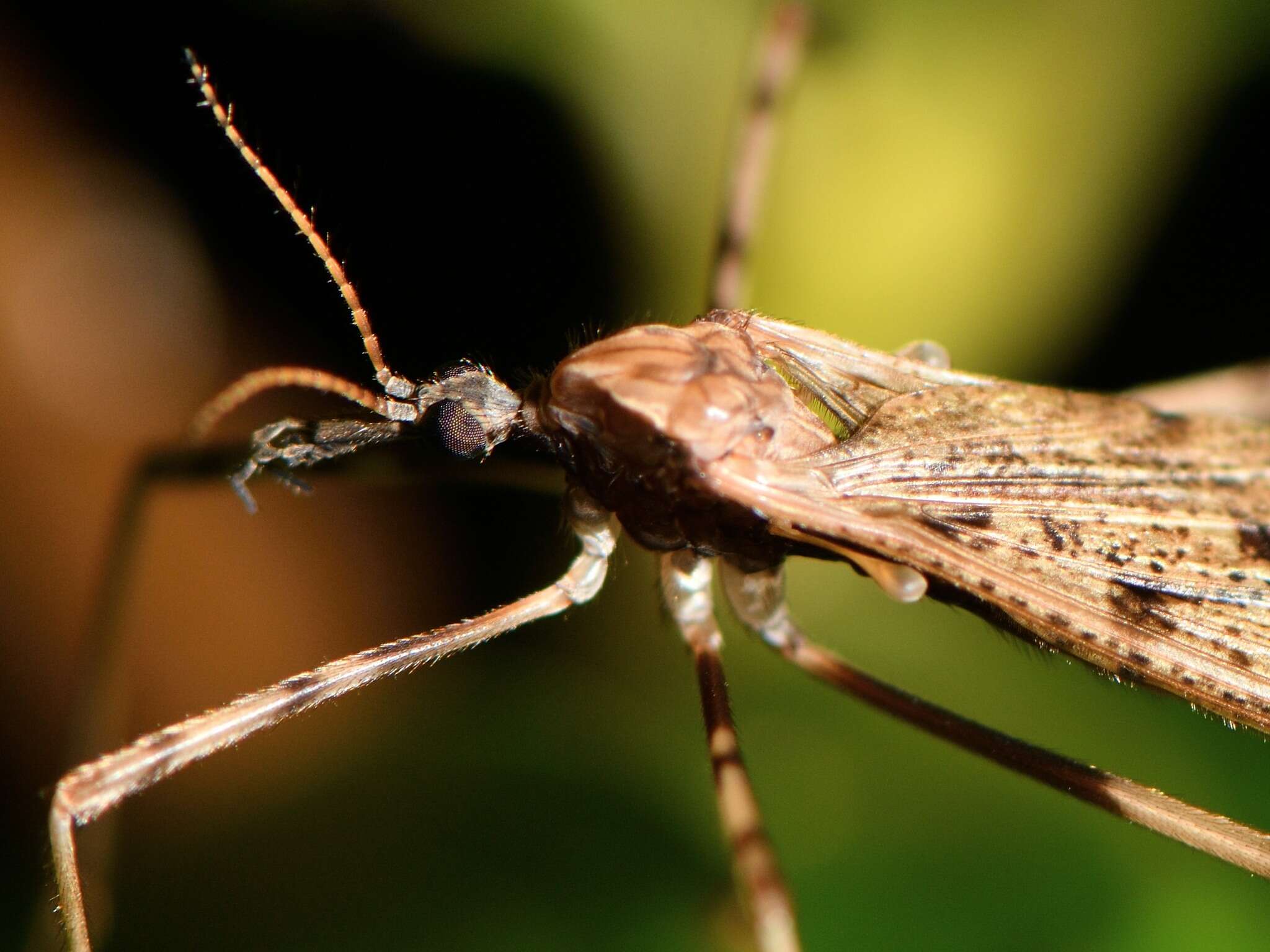 Image of Rhamphophila sinistra (Hutton 1900)