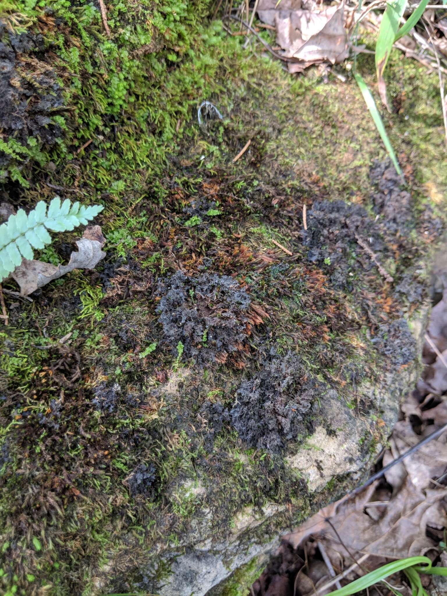 Слика од <i>Scytinium lichenoides</i>