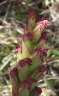 Image of African weed-orchid