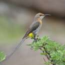 Image of Gurney's Sugarbird