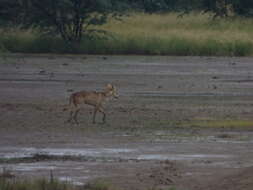 Image of Indian Wolf