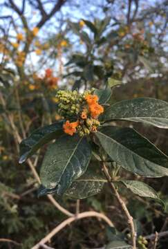 Image de Cestrum lorentzianum Griseb.