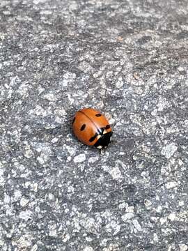 صورة Coccinella transversoguttata Faldermann 1835