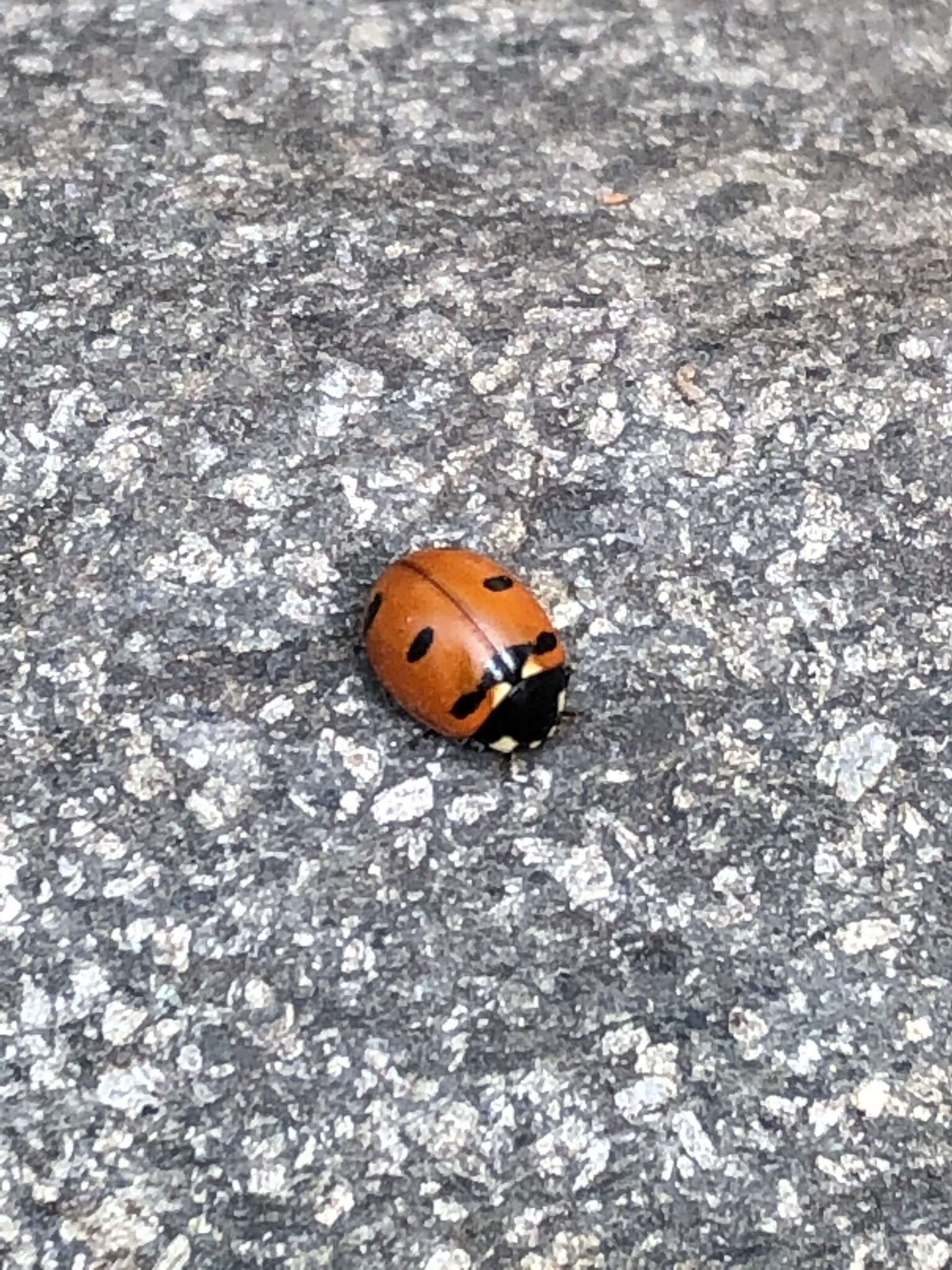 صورة Coccinella transversoguttata Faldermann 1835