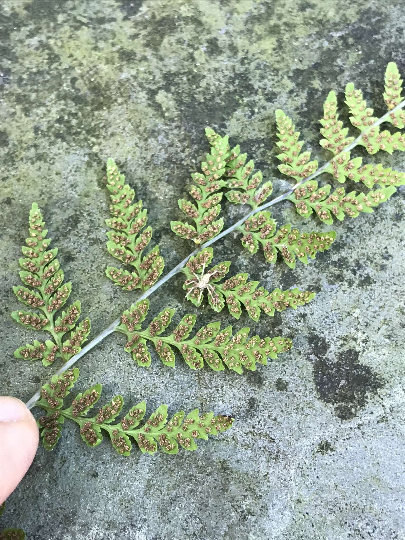 Image of Tennessee bladderfern