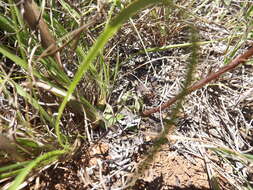 Image of Disa sagittalis (L. fil.) Sw.