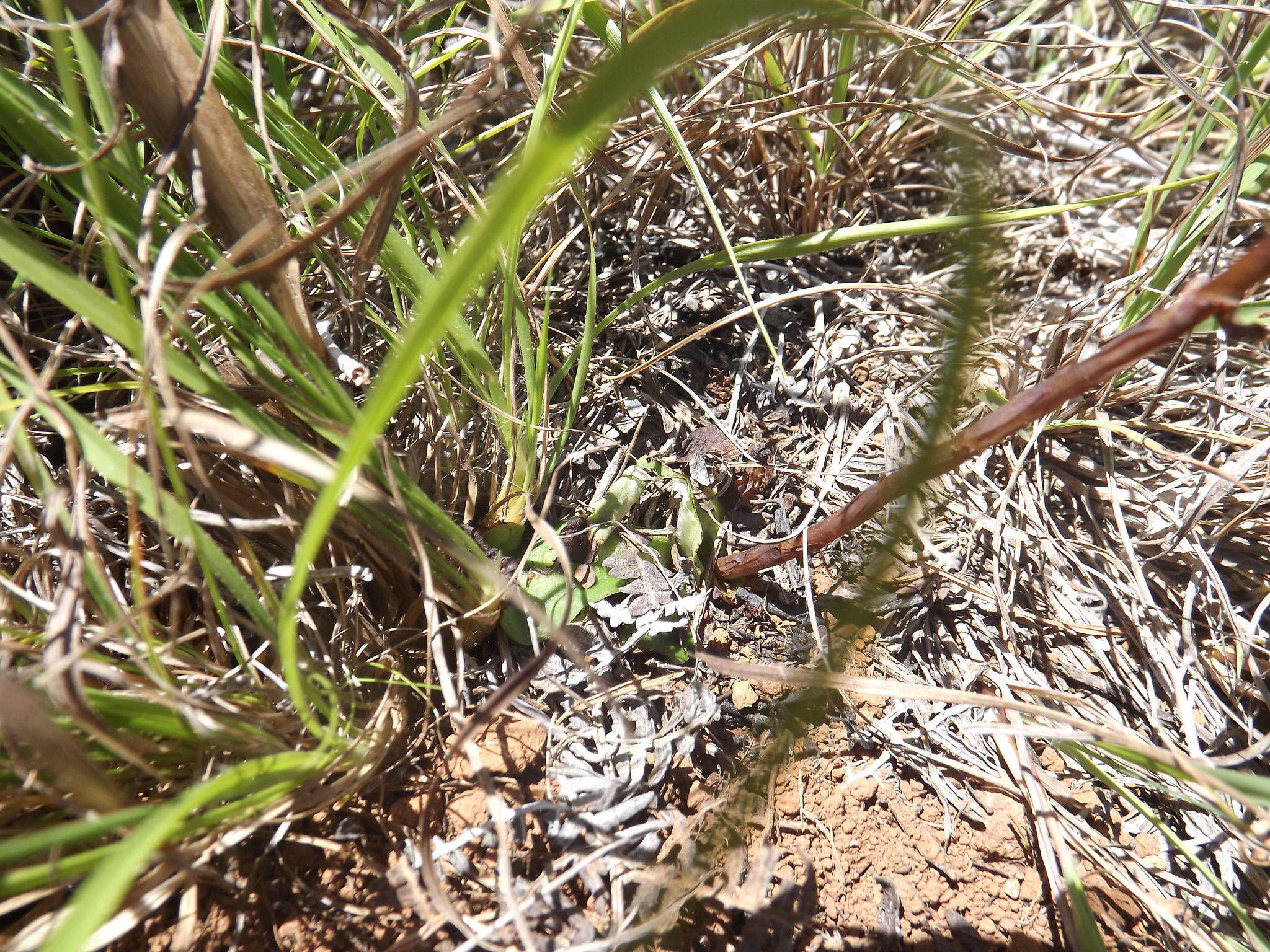 Image of Disa sagittalis (L. fil.) Sw.