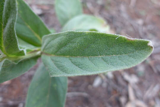 Image of Verbascum thapsus subsp. thapsus