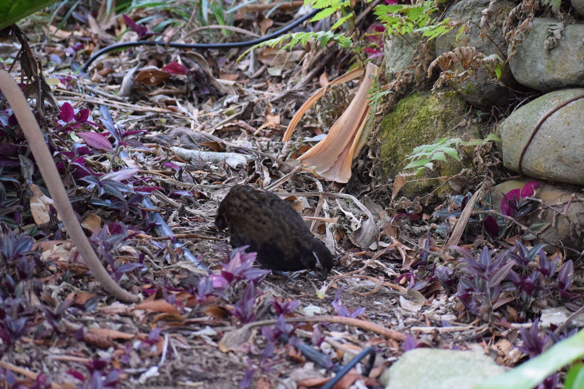 Image of Black-breasted Wood Quail