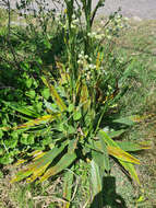 Eryngium floribundum Cham. & Schltdl. resmi