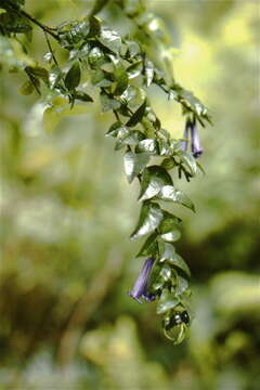 Image of Rhaphithamnus venustus (Phil.) B. L. Rob.