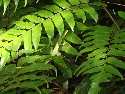 Image of Sakishima grass lizard