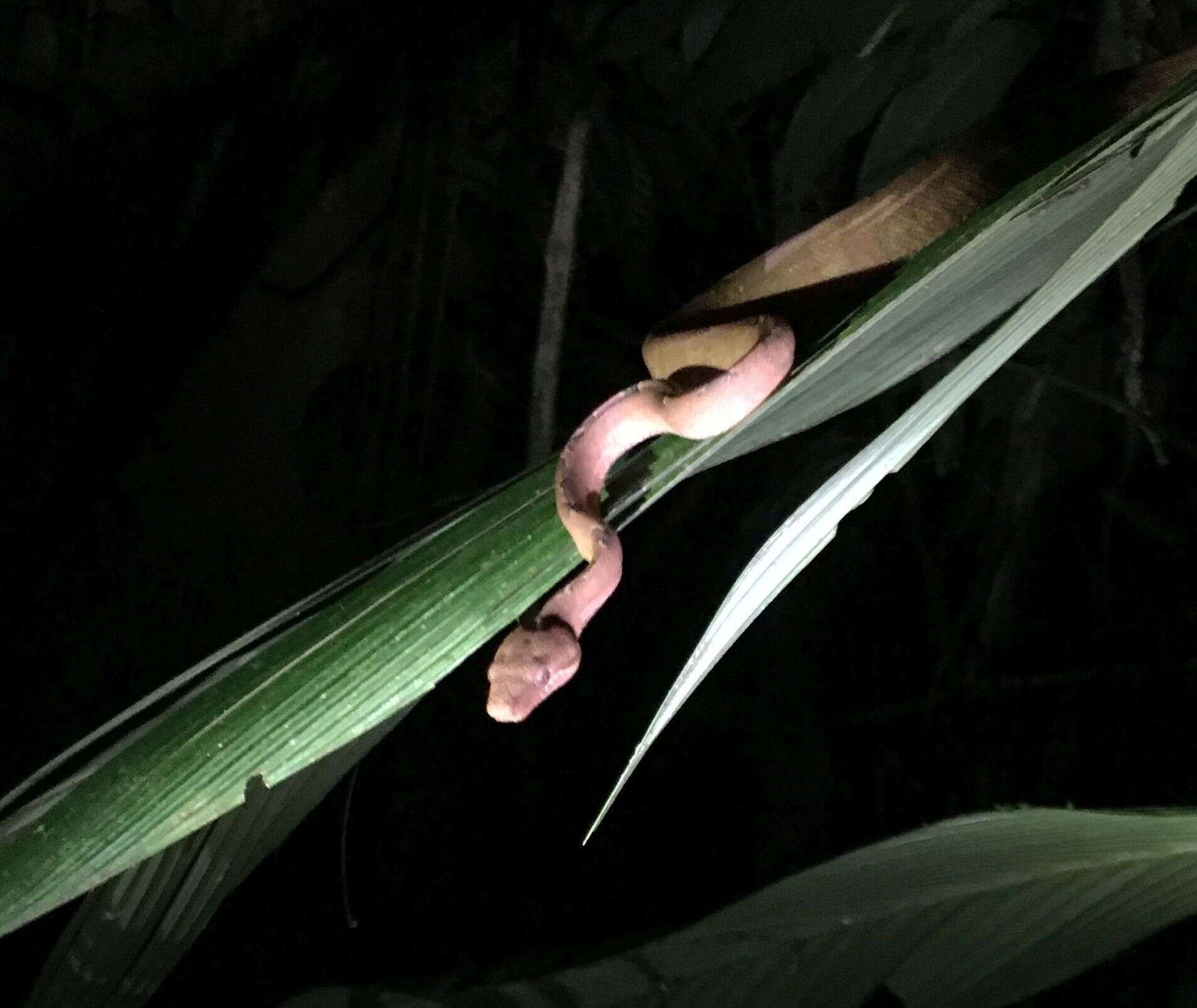 Image of Ringed Tree Boa