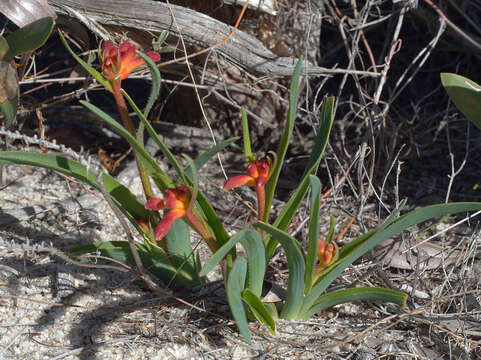 Image of Anigozanthos humilis Lindl.