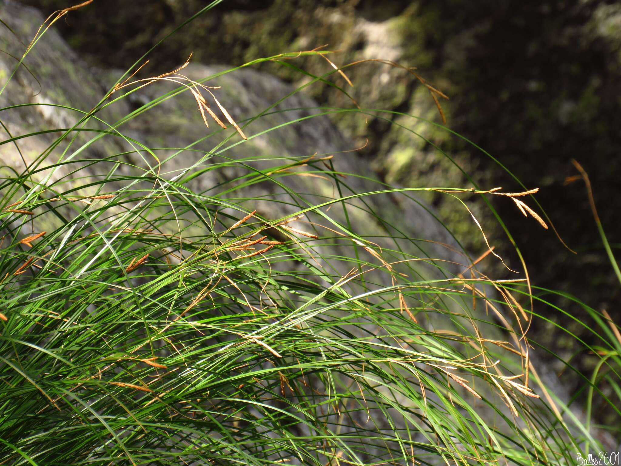 Image de Carex reuteriana subsp. reuteriana