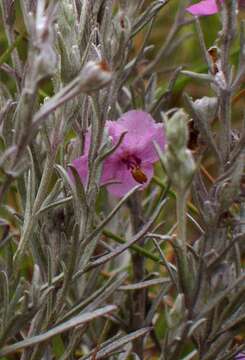 Image of Sopubia cana var. cana