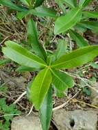 Image of Droceloncia rigidifolia (Baill.) J. Léonard