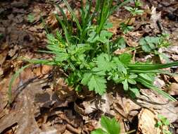 Image of spring avens