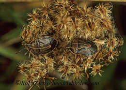 Plancia ëd Trichopepla atricornis Stål 1872