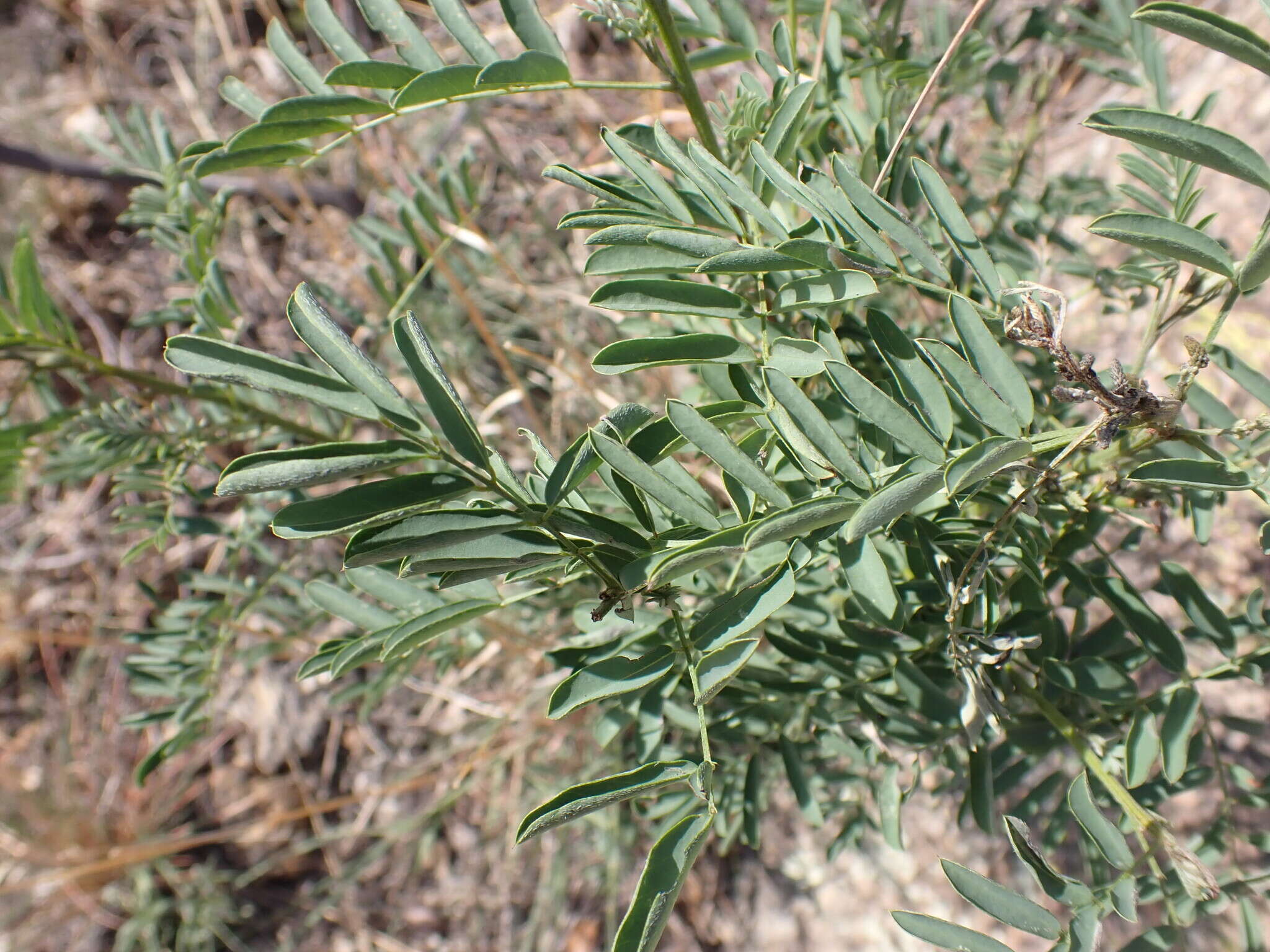 Indigofera sphaerocarpa A. Gray的圖片