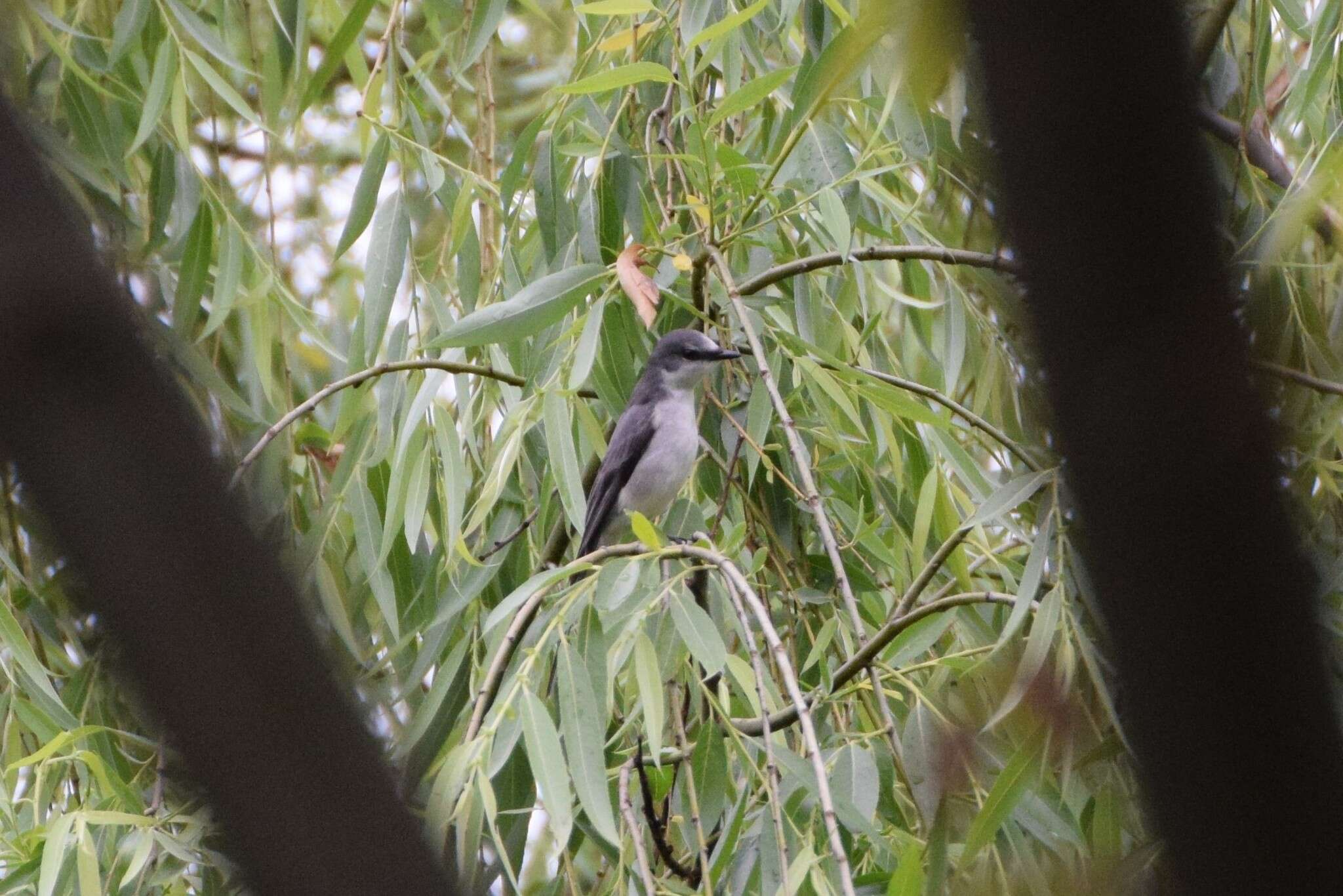 Image of Ashy Minivet