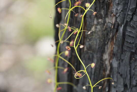 Image of Drosera pallida Lindl.