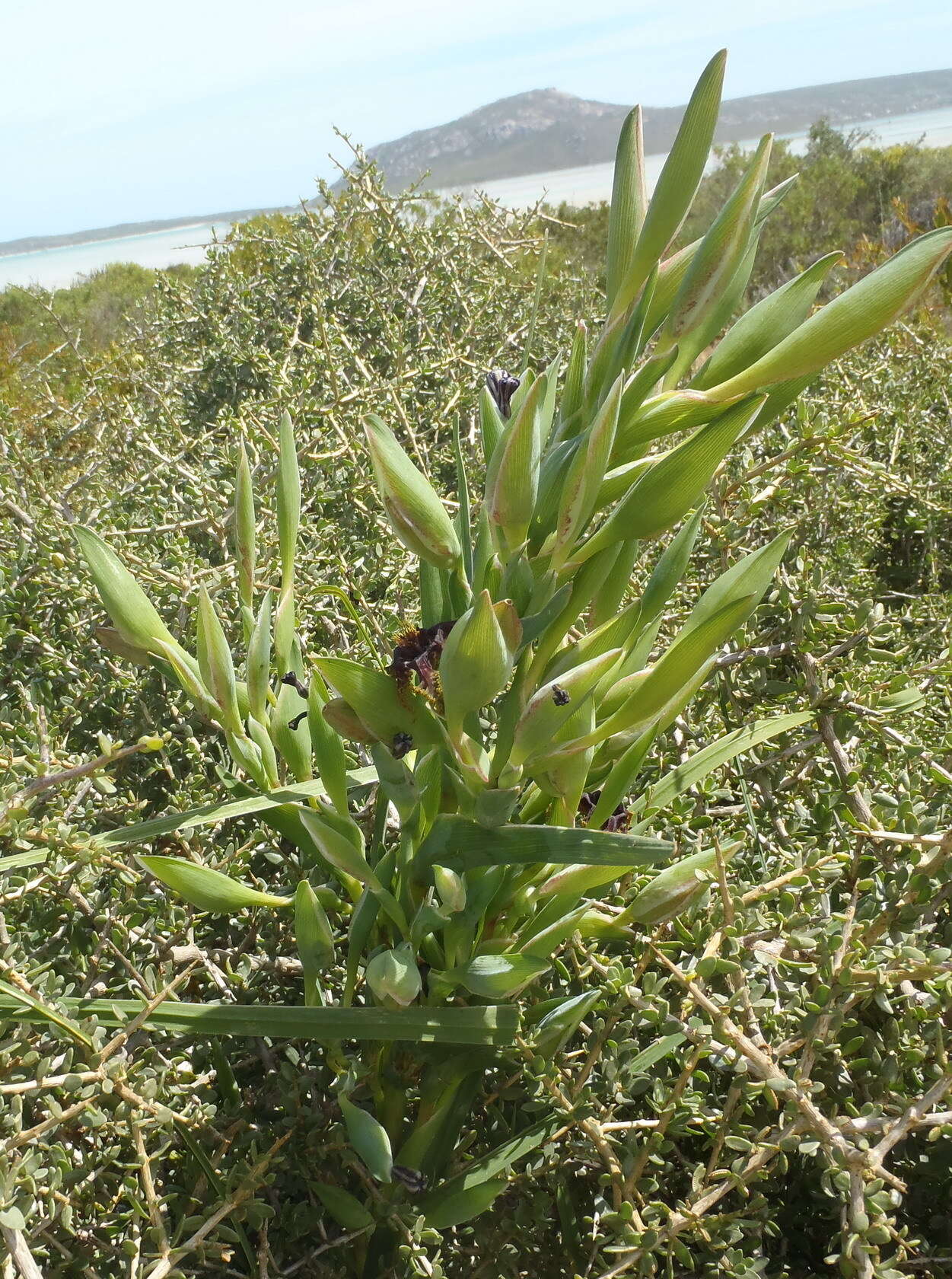 صورة Ferraria crispa Burm.