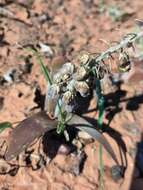 Image of Ledebouria apertiflora (Baker) Jessop