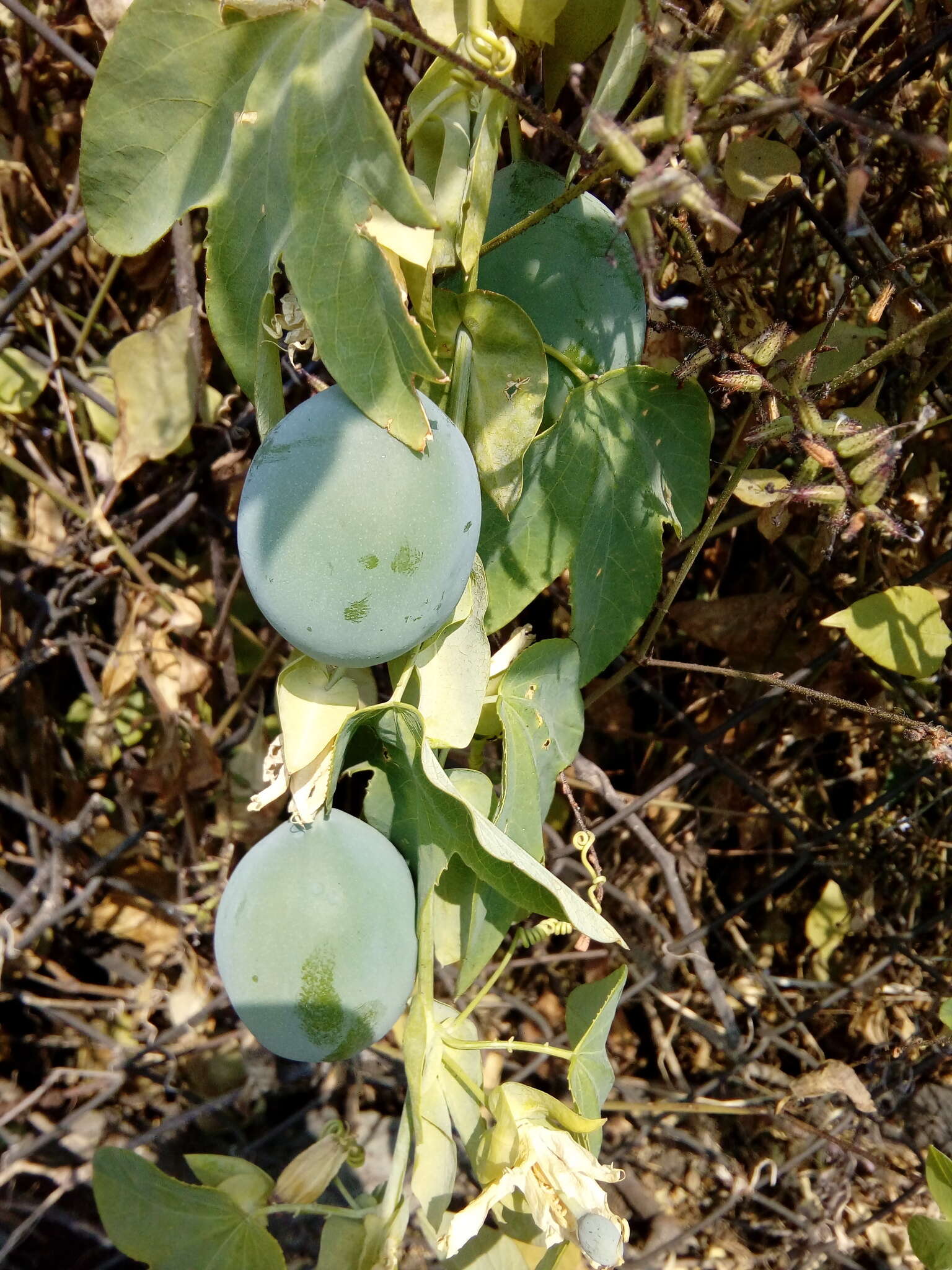 Image de Passiflora subpeltata Ortega