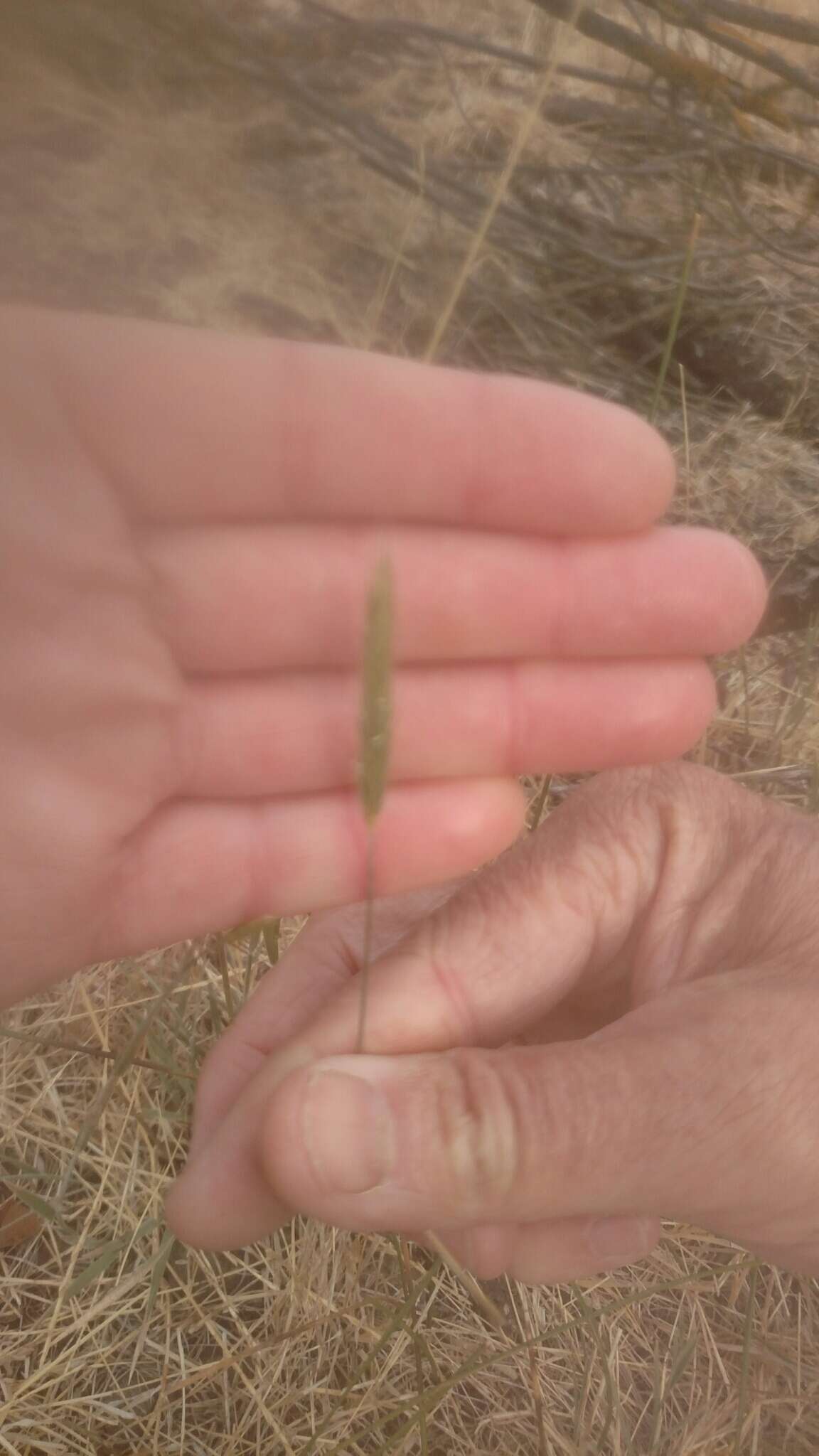 Image of meadow barley
