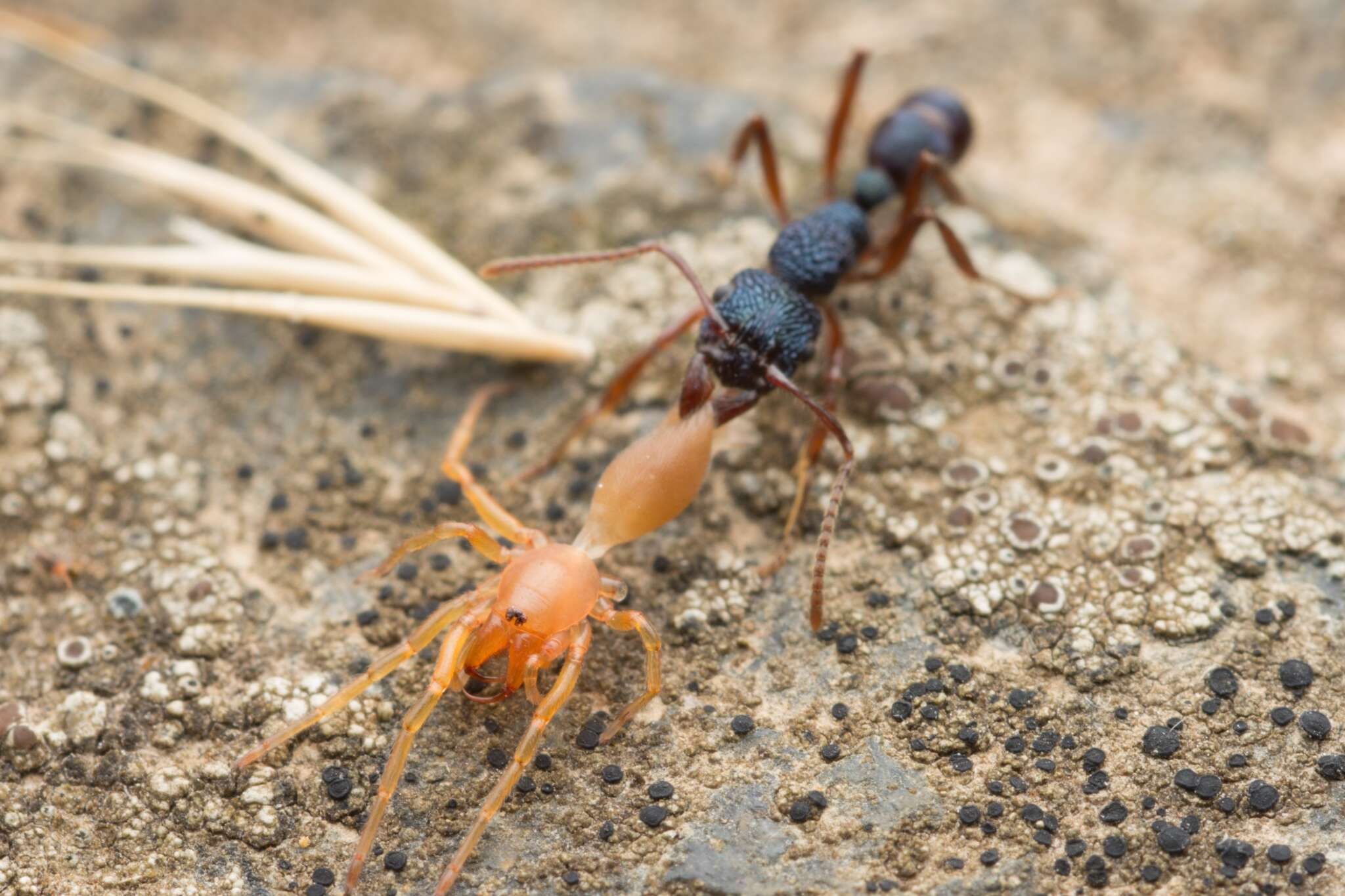 Image of Rhytidoponera confusa Ward 1980