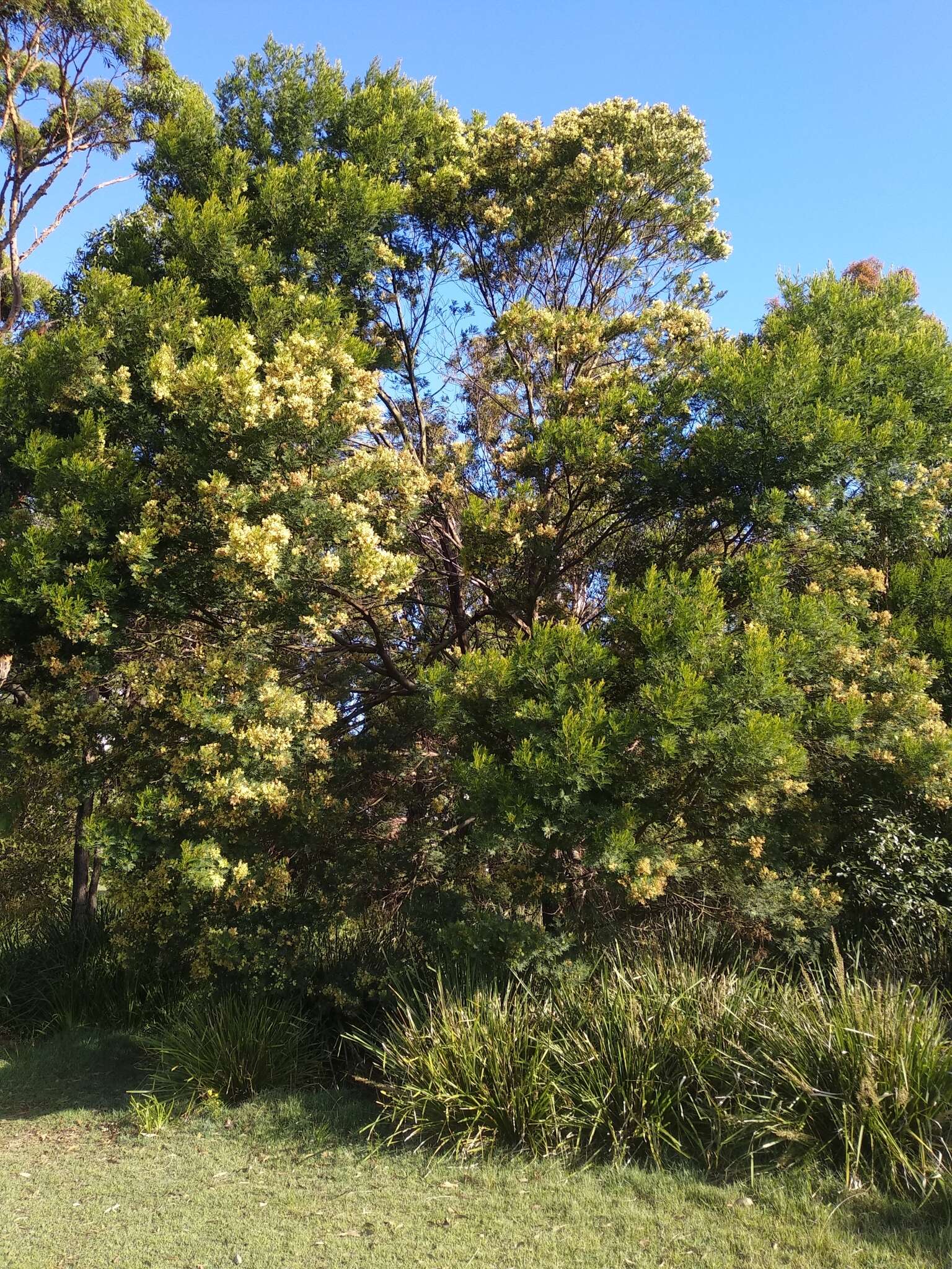 Acacia irrorata Sieber ex Spreng. resmi