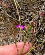 Polygala pubiflora Burch. ex DC.的圖片