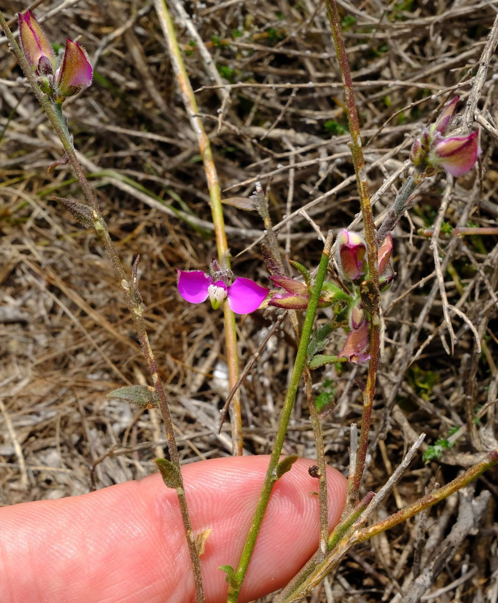 Polygala pubiflora Burch. ex DC.的圖片