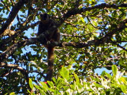 Image of Bennett's Brown Lemur