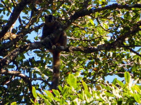 Image of Bennett's Brown Lemur