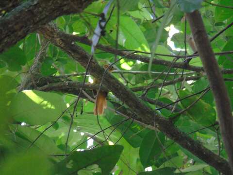 Image of Black-capped Foliage-gleaner