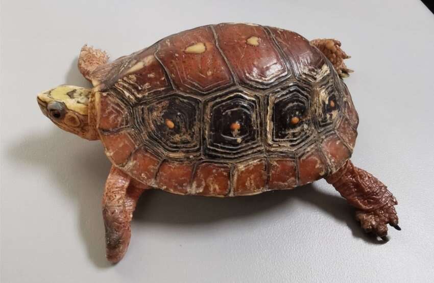 Image of Colima Wood Turtle