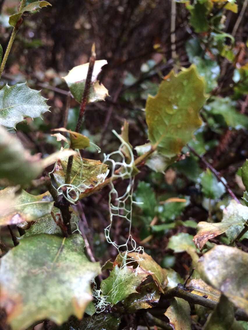 Image of Fishnet;   Menzies' cartilage lichen