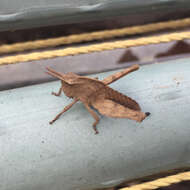 Image of Green-striped Grasshopper